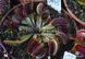 Dionaea muscipula Pink venus - S DM45 фото 10