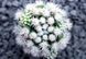 Маммілярія Грациліс Снігова куля - Mammillaria Gracilis cv. Arizona Snowcap, Mammillaria gracilis f. mostruosa SU55 фото 3