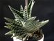 Aloe variegata SU51 фото 3