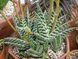 Aloe variegata SU51 фото 4