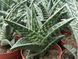 Aloe variegata SU51 фото 1