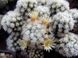 Маммілярія Грациліс Снігова куля - Mammillaria Gracilis cv. Arizona Snowcap, Mammillaria gracilis f. mostruosa SU55 фото 4