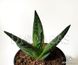 Aloe variegata SU51 фото 2