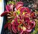 Dionaea muscipula Pink venus - S DM45 фото 8