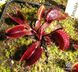Dionaea muscipula Pink venus - S DM45 фото 7