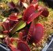 Dionaea muscipula Pink venus - S DM45 фото 4