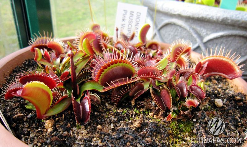 Dionaea muscipula Pink venus - S DM45 фото