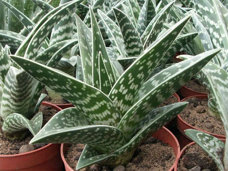 Aloe variegata SU51 фото