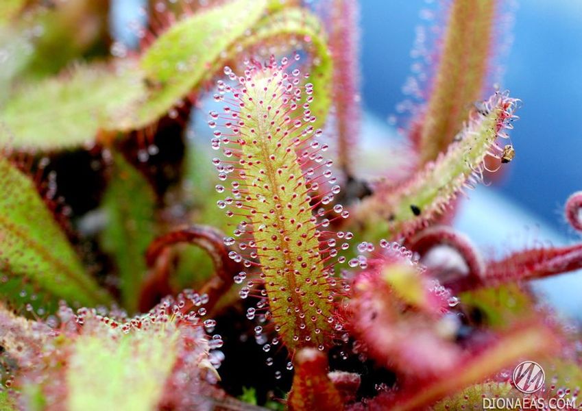 Drosera Adelae - M DR06 фото