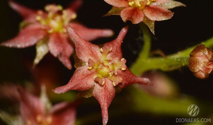 Drosera Adelae - M DR06 фото