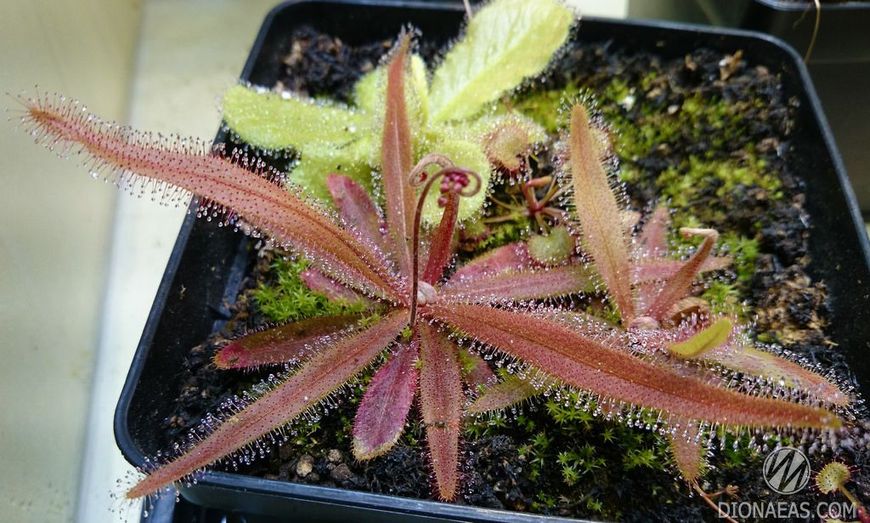 Drosera Adelae - M DR06 фото