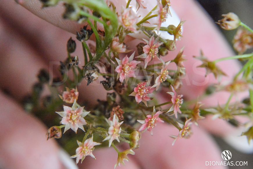 Drosera Adelae - M DR06 фото