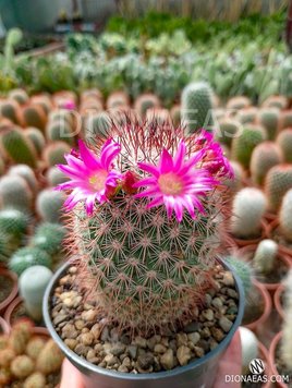 Mammillaria Spinosissima SU83 фото