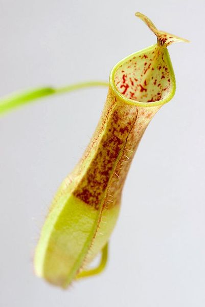 Непентес Євстах'я х Грацилі | Nepenthes eustachya x gracilis NEP11 фото