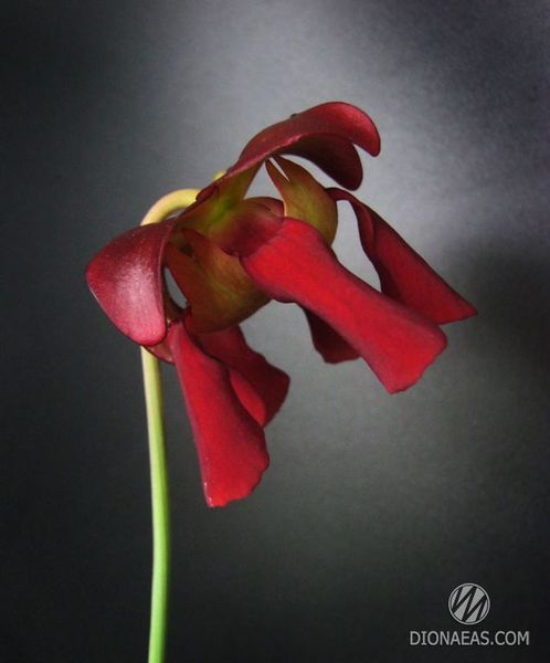 Sarracenia Scarlet Belle - S S12 фото