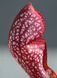 Sarracenia Scarlet Belle - S S12 фото 9