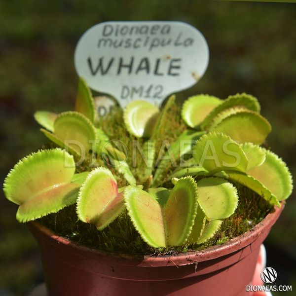 Dionaea muscipula Whale - S DM12 фото