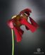 Sarracenia Scarlet Belle - S S12 фото 6