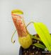 Непентес Євстах'я х Грацилі | Nepenthes eustachya x gracilis NEP11 фото 4