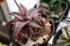 Aloe Donnie SU52 фото 3