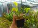 Dionaea muscipula Giant Traps Erect Leafes - S DM62 фото 4