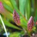 Sarracenia Scarlet Belle - S S12 фото 10