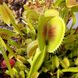 Dionaea muscipula Giant Traps Erect Leafes - S DM62 фото 1