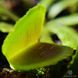 Dionaea muscipula Whale - S DM12 фото 6