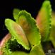Dionaea muscipula Whale - S DM12 фото 5