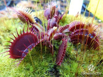 Dionaea muscipula Pink venus - L DM45 фото