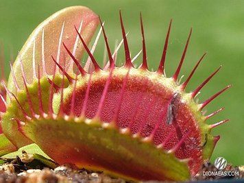 Dionaea muscipula Vampire - S DM29 фото