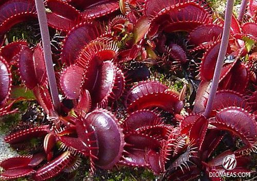 Dionaea muscipula Pink venus - L DM45 фото