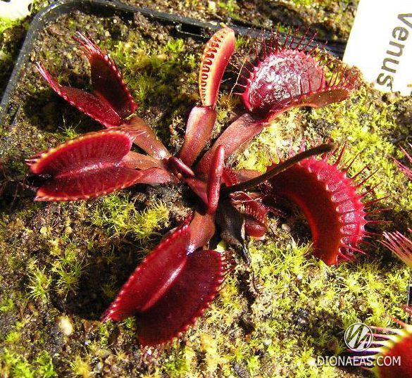 Dionaea muscipula Pink venus - L DM45 фото