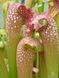 Sarracenia Excellens - S S29 фото 7