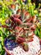 Kalanchoe tomentosa Rubra - Каланхое повстисте червоне, котячі вушка SU136 фото 1