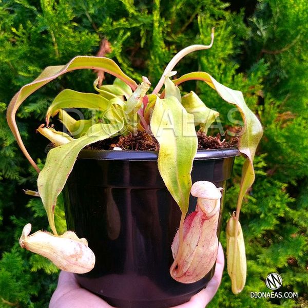 Nepenthes Hybrid Bicalcarata X Mira - Непентес гібридний Бікалкарата Х Світу - S NEP12 фото