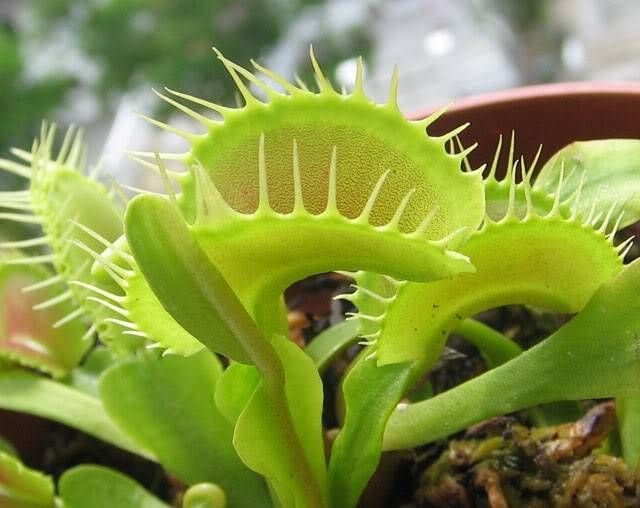 Dionaea muscipula "Dutch" - S DM82 фото