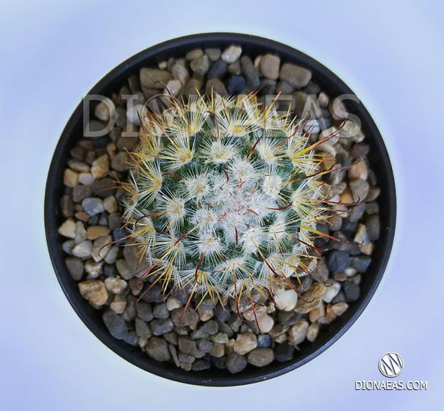 Маммиллярия атласная - Mammillaria Bombycina SU133 фото