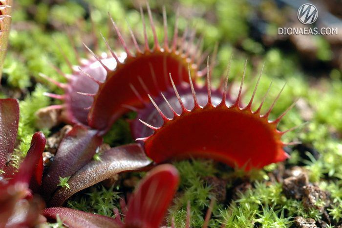Dionaea muscipula Pink venus - L DM45 фото
