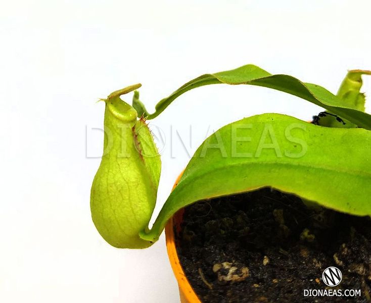 Nepenthes Hybrid Bicalcarata X Mira - Непентес гібридний Бікалкарата Х Світу - S NEP12 фото