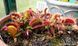Dionaea muscipula Pink venus - L DM45 фото 2