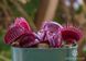 Dionaea muscipula Pink venus - L DM45 фото 6