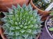 Aloe aristata (Алое остистое) SU50 фото 1