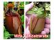 Nepenthes Hybrid Bicalcarata X Mira - Непентес гібридний Бікалкарата Х Світу - S NEP12 фото 1