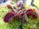 Dionaea muscipula Pink venus - L DM45 фото 1