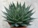 Aloe aristata (Алое остистое) SU50 фото 2