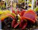 Dionaea muscipula Vampire - S DM29 фото 3