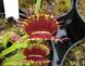 Dionaea muscipula "Dutch" - S DM82 фото 5