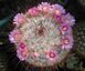 Маммиллярия атласная - Mammillaria Bombycina SU133 фото 4