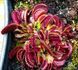 Dionaea muscipula Pink venus - L DM45 фото 8
